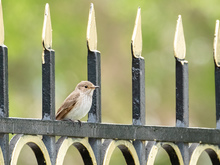 Image-rectangle_220_165