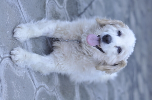 Image-preview_300x200
