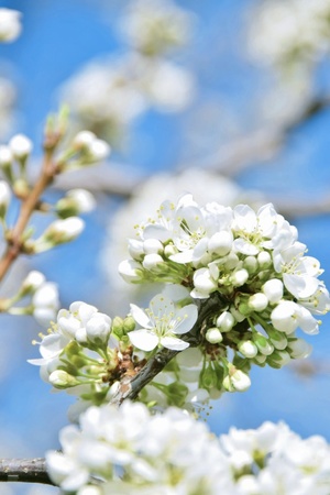 Image-preview_300x200