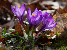 Image-rectangle_220_165