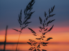 Image-rectangle_220_165