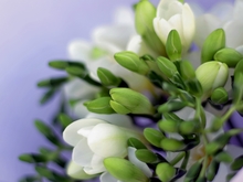 Image-rectangle_220_165