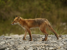 Image-rectangle_220_165