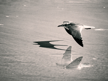 Image-rectangle_220_165