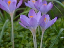 Image-rectangle_220_165