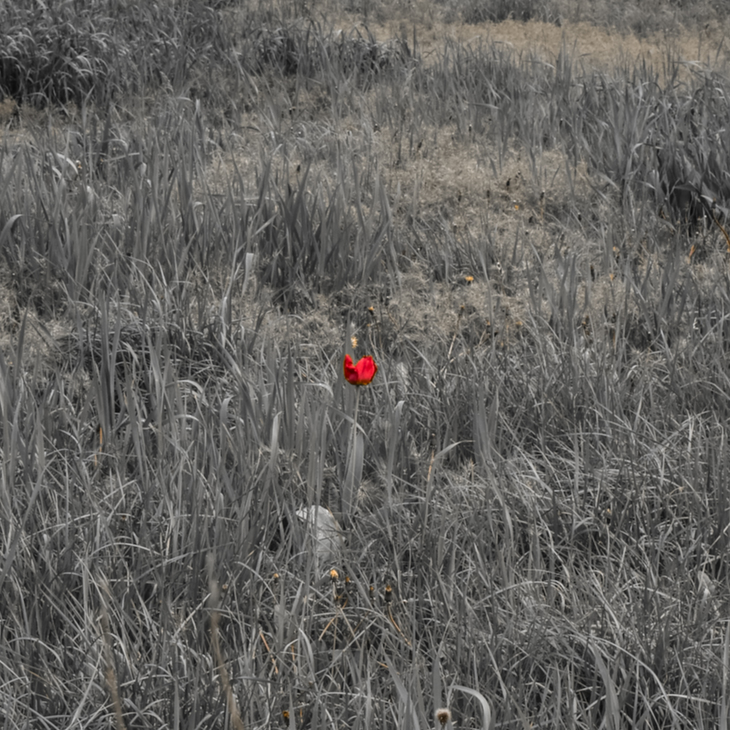Image-normal