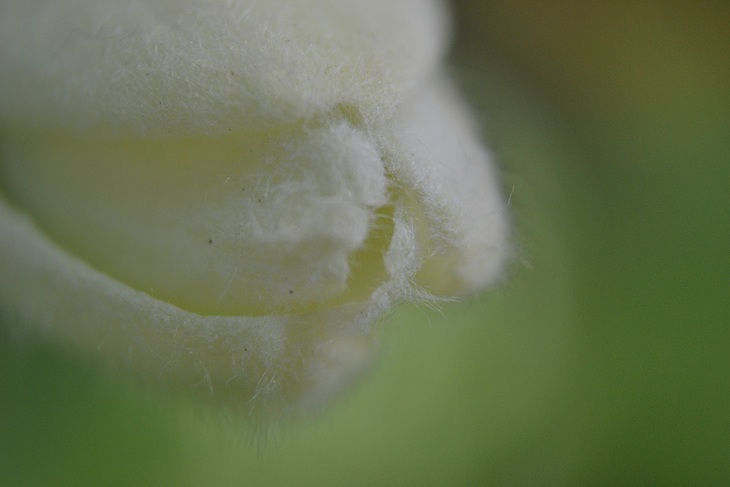 Image-normal