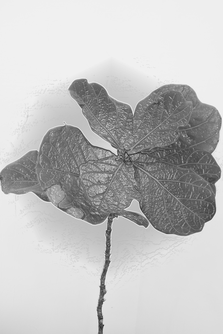 Image-normal