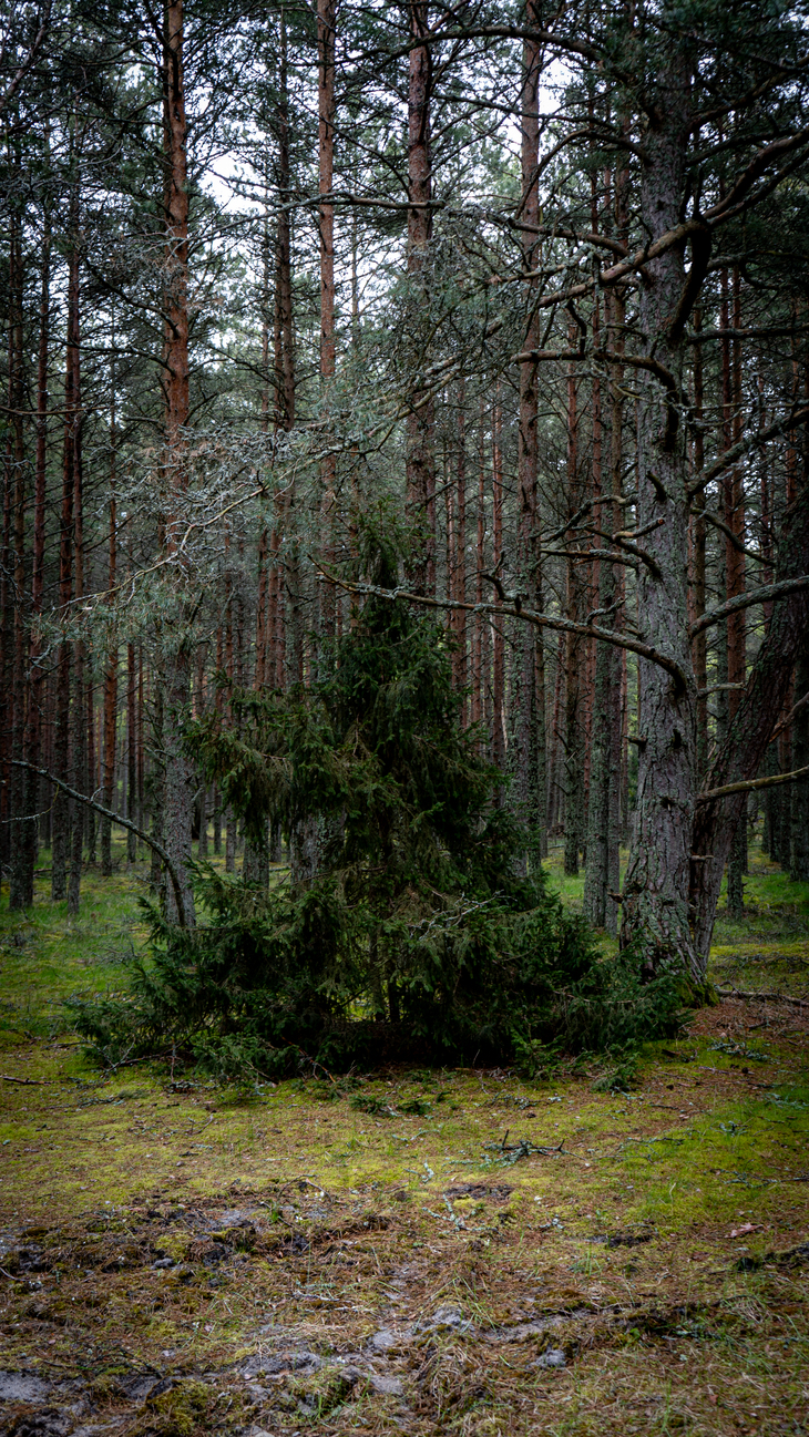 Image-normal