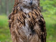 Image-rectangle_220_165