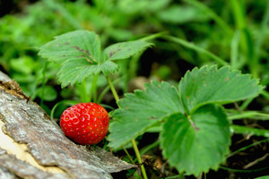 Image-preview_300x200