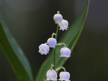 Image-rectangle_220_165