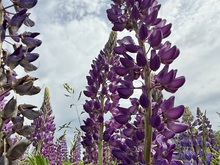 Image-rectangle_220_165
