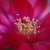 Image-square_50