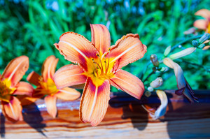 Image-preview_300x200