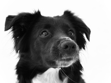 Image-rectangle_220_165