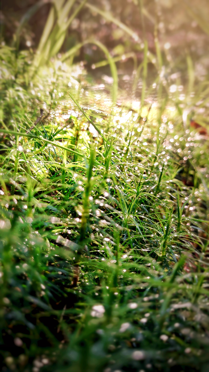 Image-normal