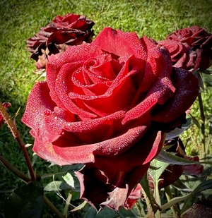 Image-preview_300x200