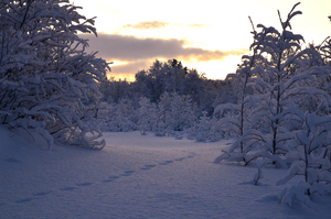 Image-preview_300x200