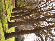 Image-rectangle_220_165