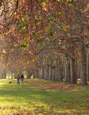 Image-preview_300x200