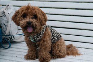 Image-preview_300x200