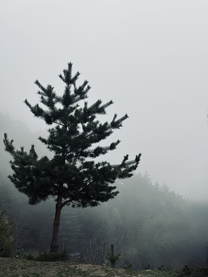 Image-normal