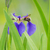 Image-square_50