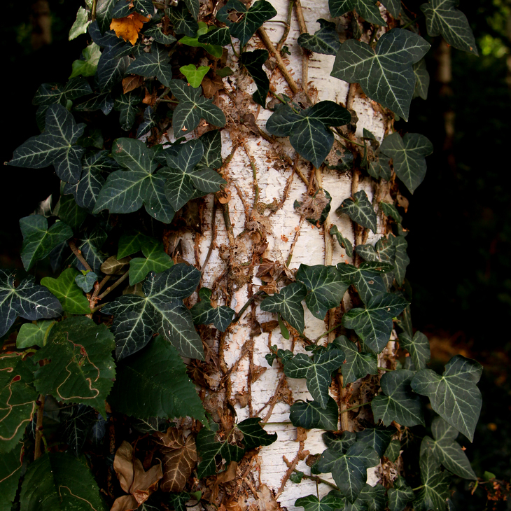 Image-normal